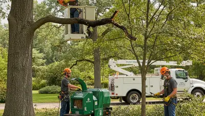 Tree disease treatment service in Greenville, NC for healthier, protected trees
