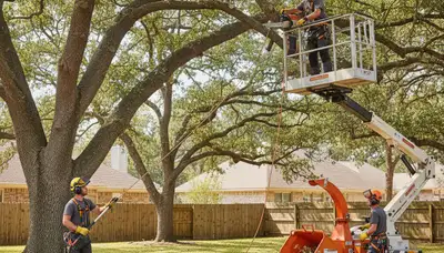 Professional tree pruning service in Greenville, NC for safer, healthier trees