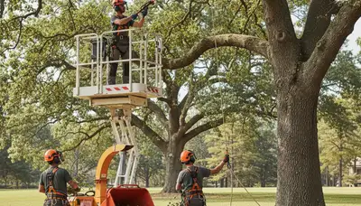 Greenville, NC arborist pruning tree branches for safer, healthier trees