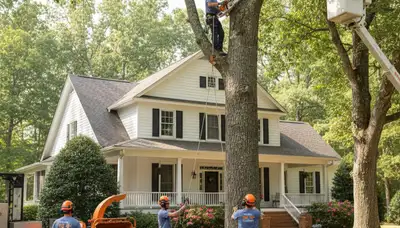 Tree service crew in Greenville, NC providing professional tree trimming and removal services