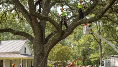 Tree service crew in Greenville, NC providing professional tree care and removal services