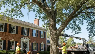 Tree service crew in Greenville, NC providing professional tree removal and trimming