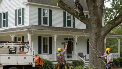 Tree service crew in Greenville, NC providing professional tree removal and trimming services