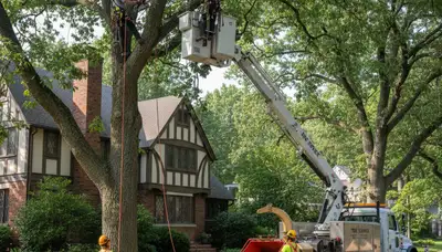 Greenville, NC tree service crew providing professional tree care and removal for local properties