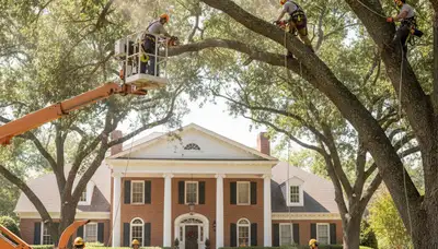 Tree service crew in Greenville, NC providing professional tree care and removal services