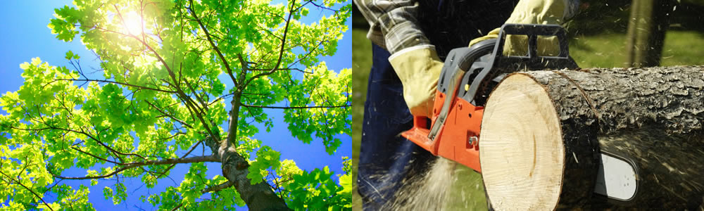 Tree Services Grifton